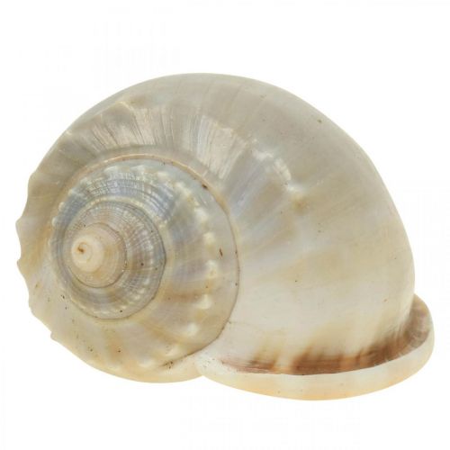 Floristik24 Coquilles d&#39;escargots de décoration maritime escargots de mer 4–8 cm 10 pcs