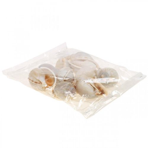 Floristik24 Coquilles d&#39;escargots de décoration maritime escargots de mer 4–8 cm 10 pcs