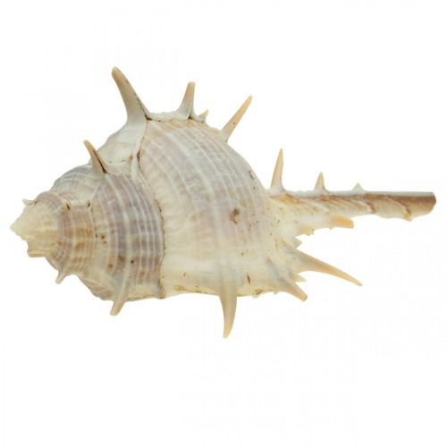 Floristik24 Décoration maritime coquilles d&#39;escargots escargot épineux 3-6cm 1kg