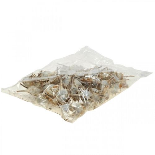Floristik24 Décoration maritime coquilles d&#39;escargots escargot épineux 3-6cm 1kg