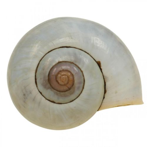 Article Décoration maritime coquille d&#39;escargot escargots naturels vides 2-5cm 1kg