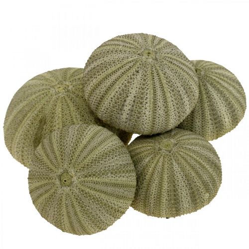 Article Décoration maritime décoration oursin décoration été verte Ø5-6cm 17 pcs