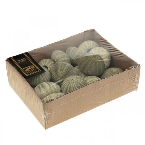 Article Décoration maritime décoration oursin décoration été verte Ø5-6cm 17 pcs