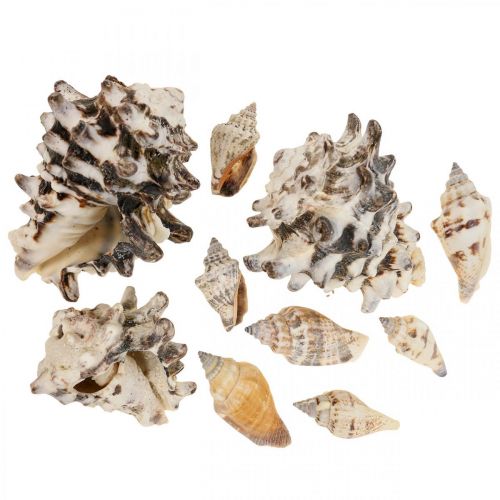 Floristik24 Coquilles d&#39;escargots Déco Maritime Déco Escargot de Mer 400g