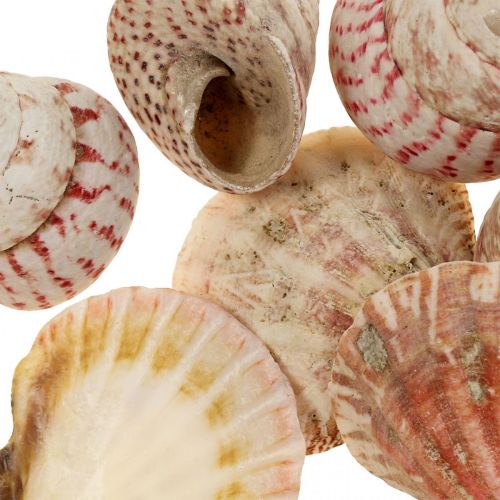 Floristik24 Décoration maritime coquillages véritables décoration coquilles d&#39;escargot 700g
