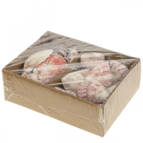 Floristik24 Décoration maritime coquillages véritables décoration coquilles d&#39;escargot 700g