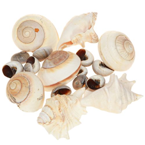 Floristik24 Coquille d&#39;escargot de mer, maritime naturelle, 400g