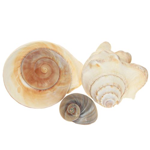 Article Coquille d&#39;escargot de mer, maritime naturelle, 400g