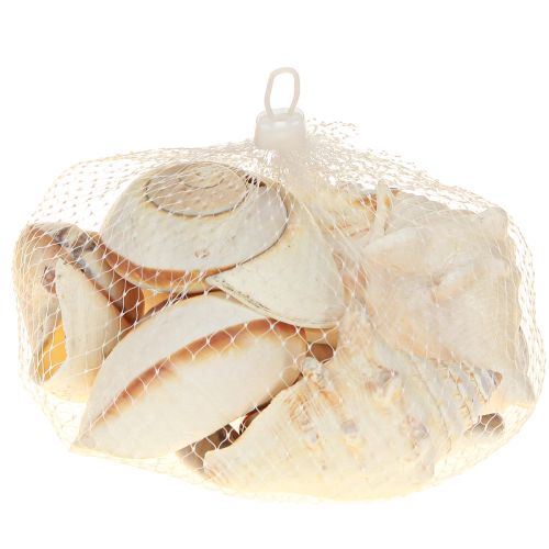 Article Coquille d&#39;escargot de mer, maritime naturelle, 400g