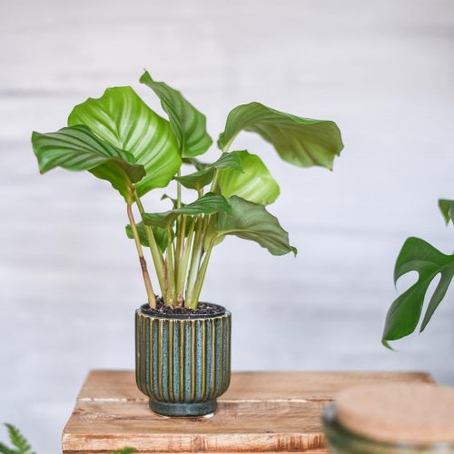 Floristik24 Mini pot de fleur, cache-pot en céramique, cache-pot en carton ondulé vert, marron Ø8cm H8.5cm