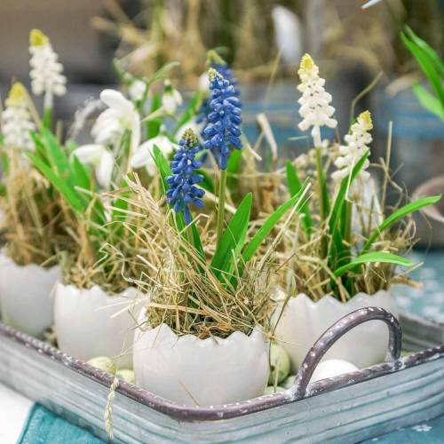 Floristik24 Mini cache-pot coquille d&#39;oeuf blanc Ø8cm H7cm 4pcs