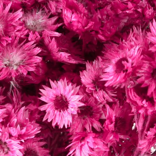 Article Mini Fleur en Paille Rose Fleur Séchée Fleur de Roche H20cm 15g