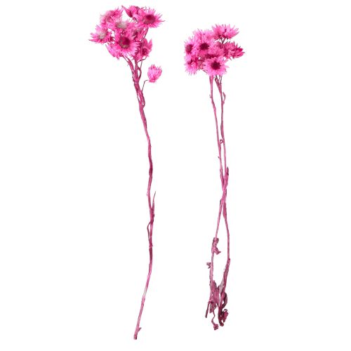 Article Mini Fleur en Paille Rose Fleur Séchée Fleur de Roche H20cm 15g