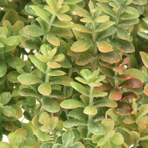 Article Mini plante succulente artificielle verte artificielle avec tige H23cm