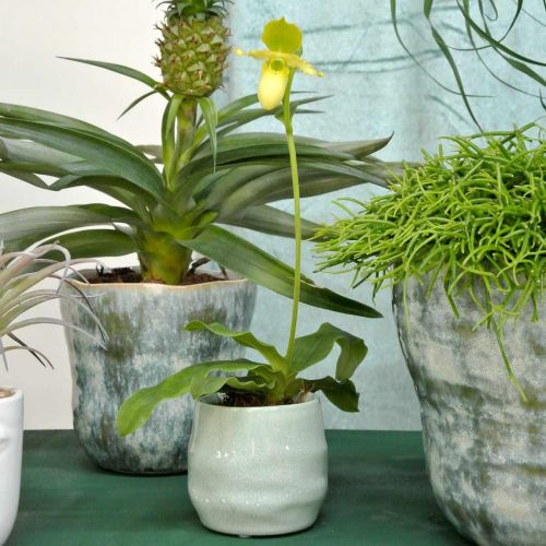 Floristik24 Mini cache-pot, récipient en céramique, lanterne décorative, cache-pot motif vague Ø8cm 6pcs
