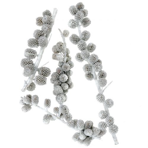 Floristik24 Cônes de Casuarina sur branche, blanchis blanc-gris 250 g