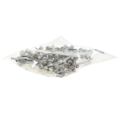 Floristik24 Cônes de Casuarina sur branche, blanchis blanc-gris 250 g
