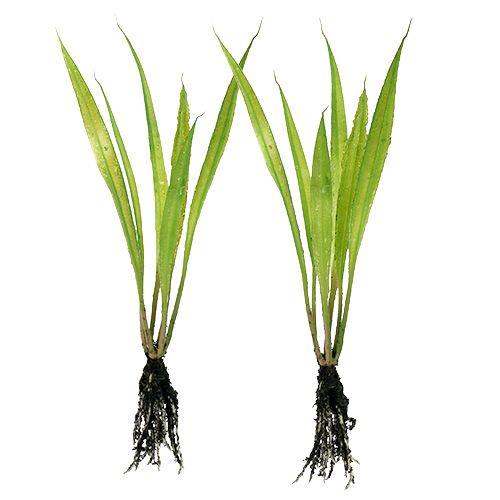 Floristik24 Mini herbe avec racines 18cm vert 6pcs