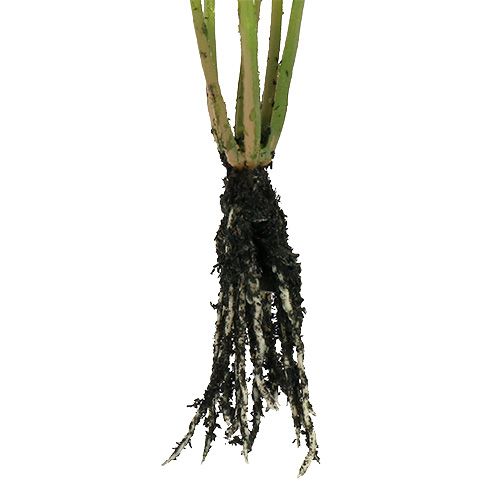 Floristik24 Mini herbe avec racines 18cm vert 6pcs