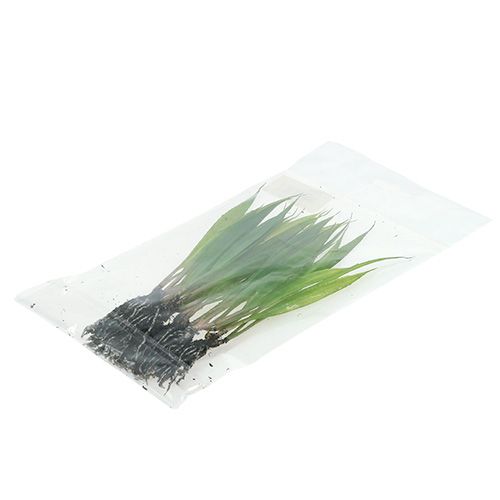 Floristik24 Mini herbe avec racines 18cm vert 6pcs
