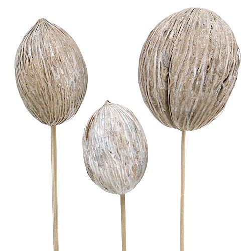 Article Fruit de cerbera blanchie sur bâtonnet 7-10cm 6 pièces