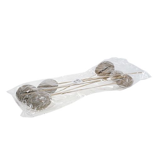 Article Fruit de cerbera blanchie sur bâtonnet 7-10cm 6 pièces