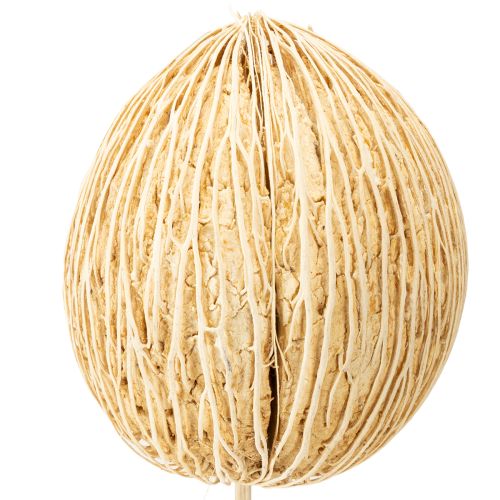 Article Boule de Mintolla blanchie 8cm - 10cm L46cm 6 pcs
