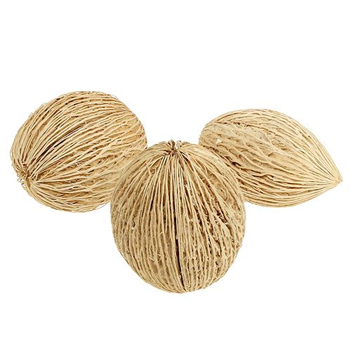 Floristik24 Fruits de cerbera blanchies Déco naturelle 8-10cm 10 pièces