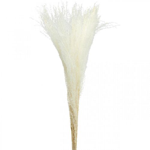 Floristik24 Herbe plume déco herbe sèche blanchie Miscanthus 75cm 10pcs