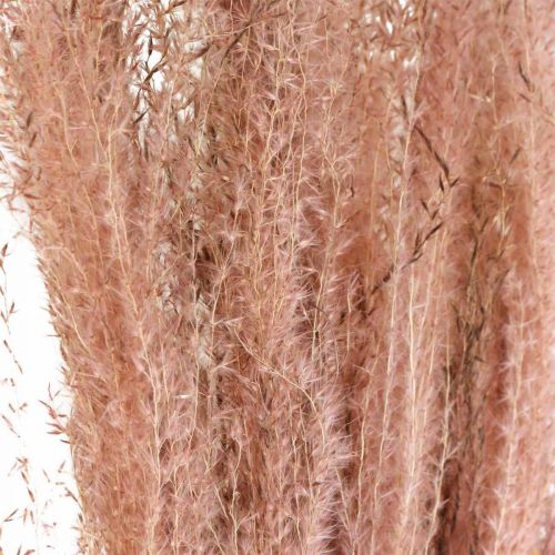 Article Herbe sèche longue rose à plumes décorative Miscanthus 75cm 10 pcs
