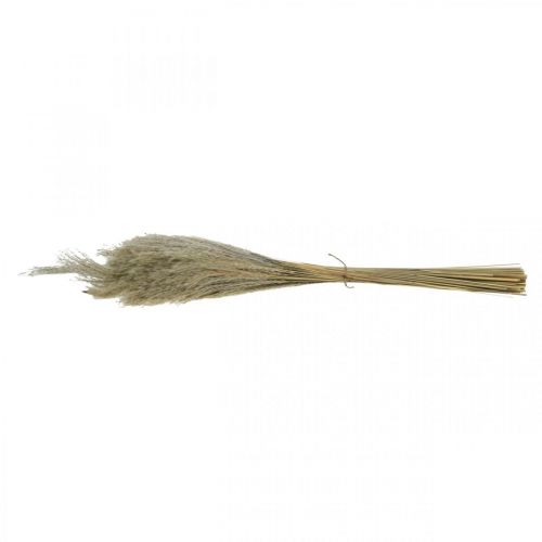 Article Herbe sèche Miscanthus 55-75cm herbe à plumes naturelle 100 pcs