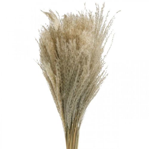 Floristik24 Herbe Sèche Miscanthus 55-75cm Herbe Plume Naturelle 100p