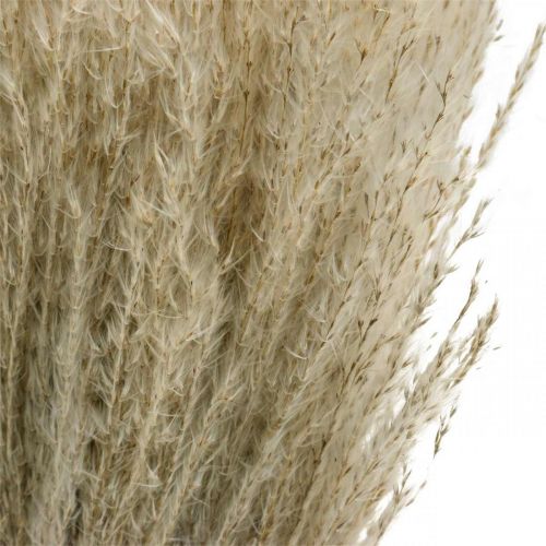 Article Herbe sèche Miscanthus 55-75cm herbe à plumes naturelle 100 pcs