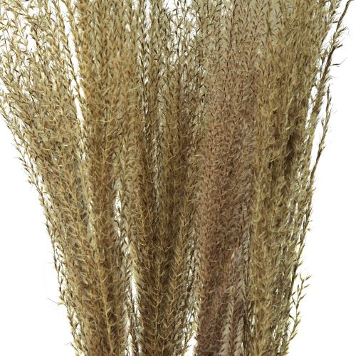 Article Miscanthus roseau chinois herbe sèche décoration sèche 75cm 10 pcs