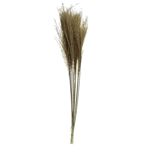 Article Miscanthus roseau chinois herbe sèche décoration sèche 75cm 10 pcs