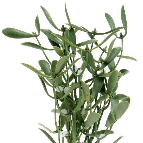 Gui aux baies blanches 30,5cm
