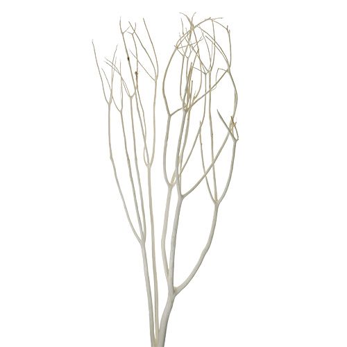 Floristik24 Branches décoratives Mitsumata 115cm blanchies 3 pcs