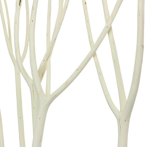 Floristik24 Branches décoratives Mitsumata 115cm blanchies 3 pcs