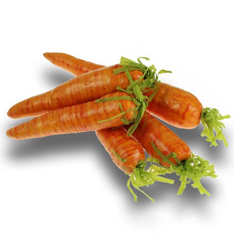 Floristik24 Carottes et carottes artificielles 20 pcs