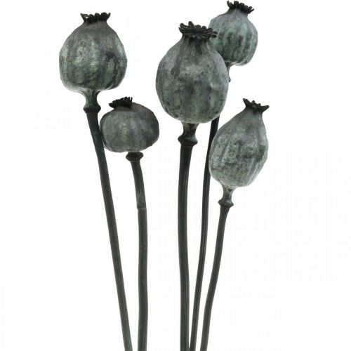 Article Capsules de graines de pavot couleur noire fleuristerie sèche décoration de graines de pavot 50-60cm 5pcs