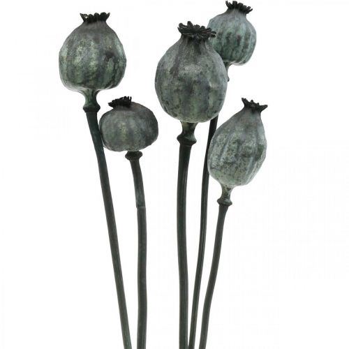 Article Capsules de coquelicot décoration de coquelicot fleurie sèche de couleur noire 50-60cm 5 pcs
