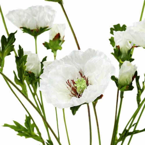Article Fleur de coquelicot pavot blanc 3 p.