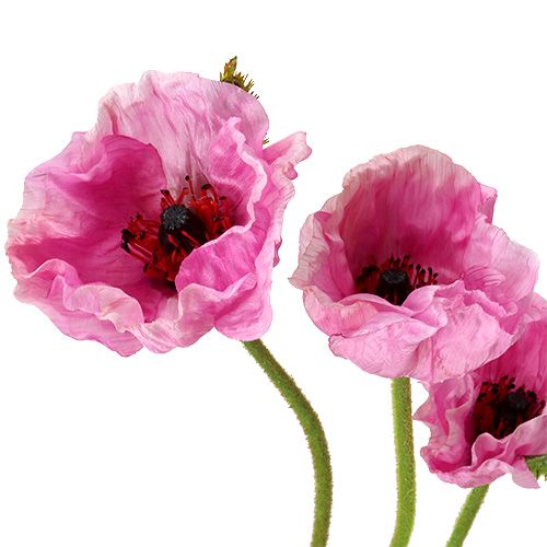 Article Coquelicots rose 59cm - 75cm 3 pcs