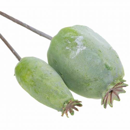 Floristik24 Capsules de pavot artificiel vert 26cm/28cm 6pcs