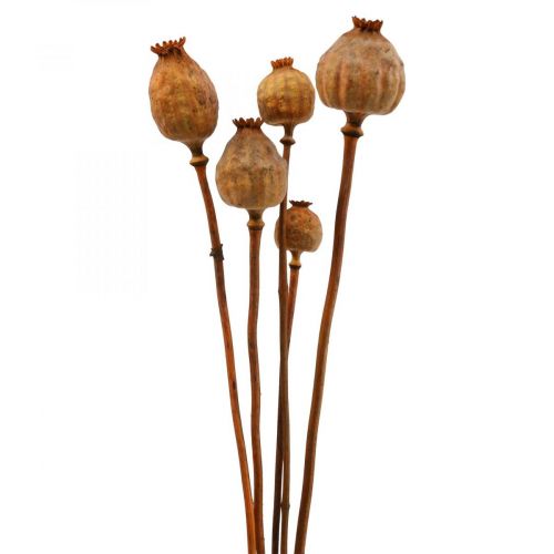 Floristik24 Capsule de pavot grande Papaver coquelicot décoratif séché orange 5 pcs