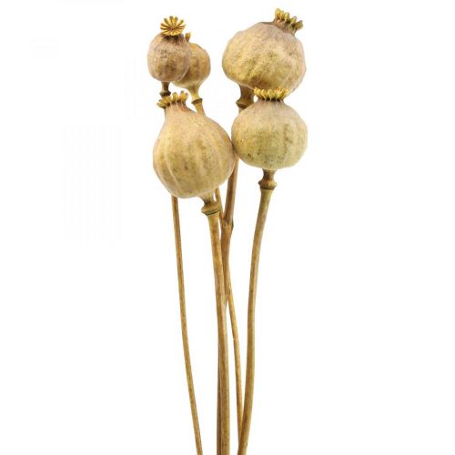 Floristik24 Coquelicot capsule grandes fleurs séchées jaune papaver déco coquelicot 5pcs