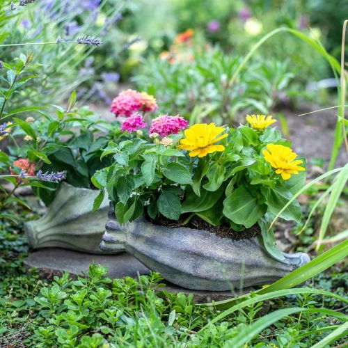 Floristik24 Capsule coquelicot à planter, décoration béton, cache-pot, décoration jardin L29.5cm