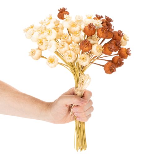 Capsules de pavot artificielles séchées, bouquet de trois couleurs, 40 cm, 45 pièces | Floristik24.be