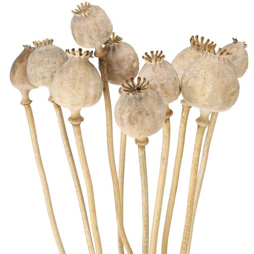 Floristik24 Capsules de pavot séchées fleurs naturelles séchées 55cm 10 pcs