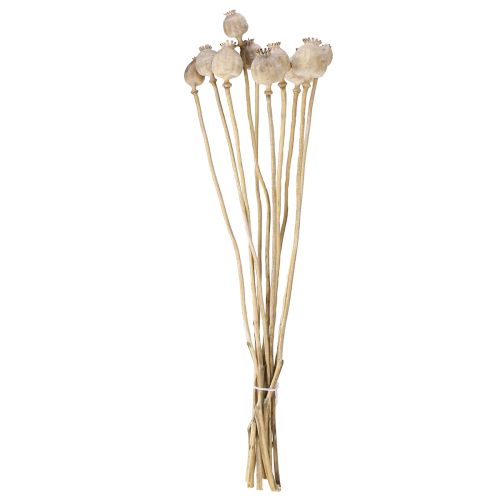 Floristik24 Capsules de pavot séchées fleurs naturelles séchées 55cm 10 pcs
